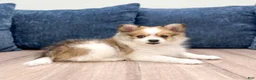 Pomeranian dogs for sale: Bella - Ad 3