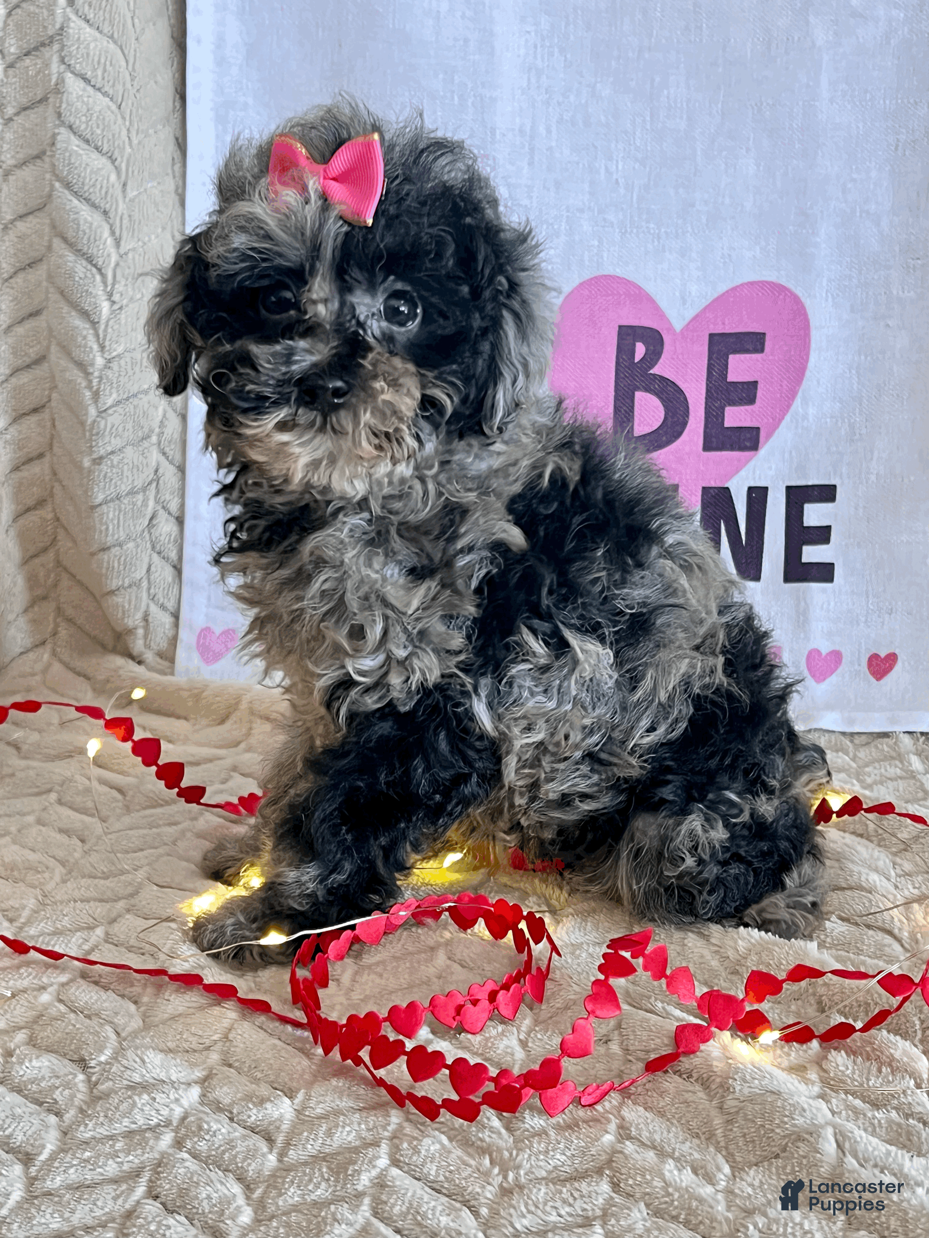Toy Poodle dogs Lilly - Ad 12