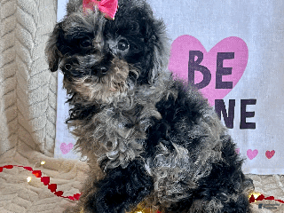 Toy Poodle dogs Lilly - Ad 23