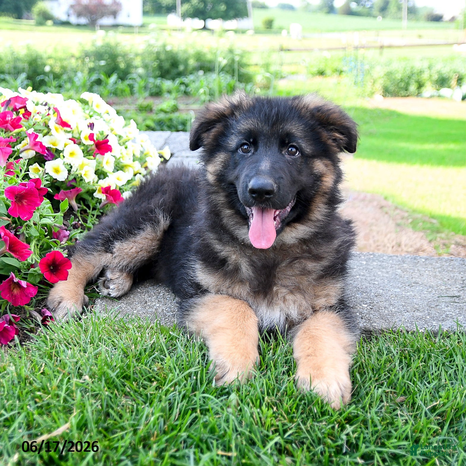 Mixed Breed dogs Ralph  - Ad 1