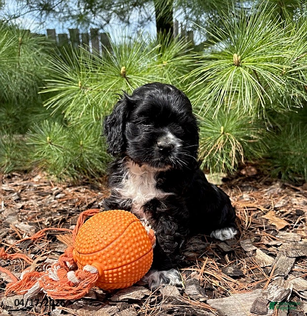 Cocker Spaniel dogs Daisy - Ad 2