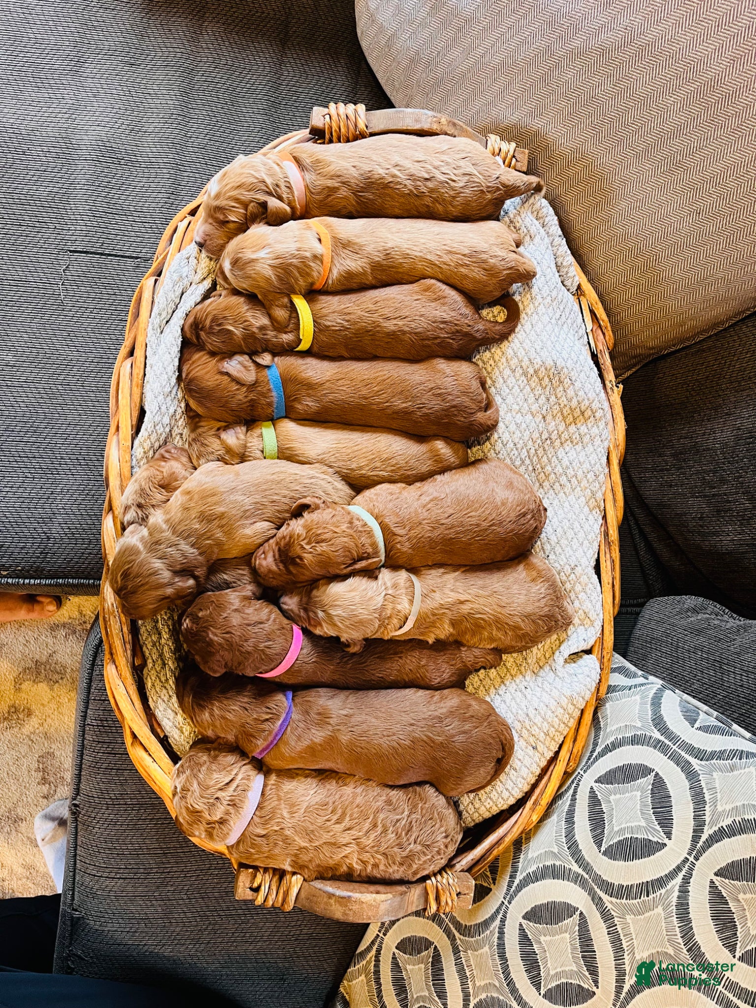 Irish Doodle dogs Light Pink Collar - “Melanie” - Ad 2