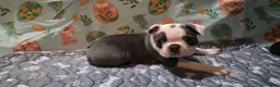 Boston Terrier dogs for sale: Blueberry  - Ad 6