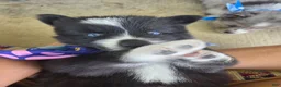 Pomsky dogs for sale: Kane - Ad 5