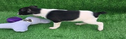Jack Russell Terrier dogs for sale: Jack Russell Terrier Puppy 3 - Ad 8
