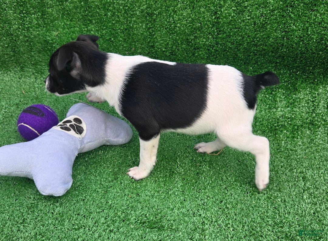 Jack Russell Terrier dogs for sale: Jack Russell Terrier Puppy 3 - Ad 8