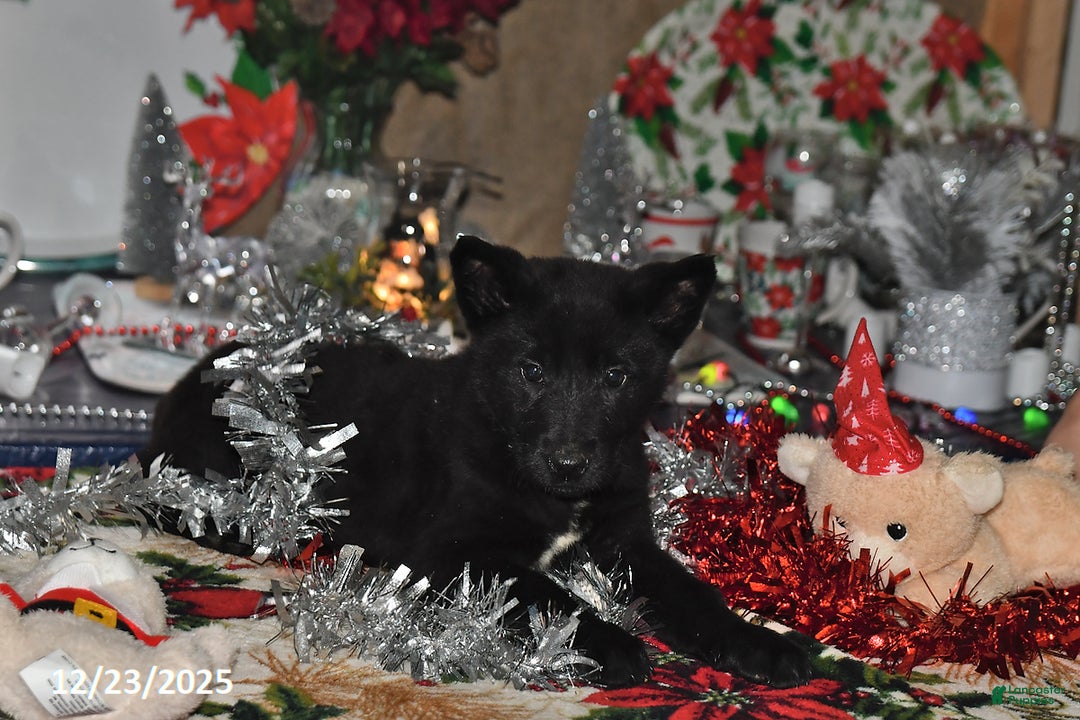 Belgian Malinois dogs for sale: Apollo - Ad 7