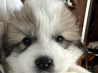 Great Pyrenees dogs Baby Blue - Ad 8