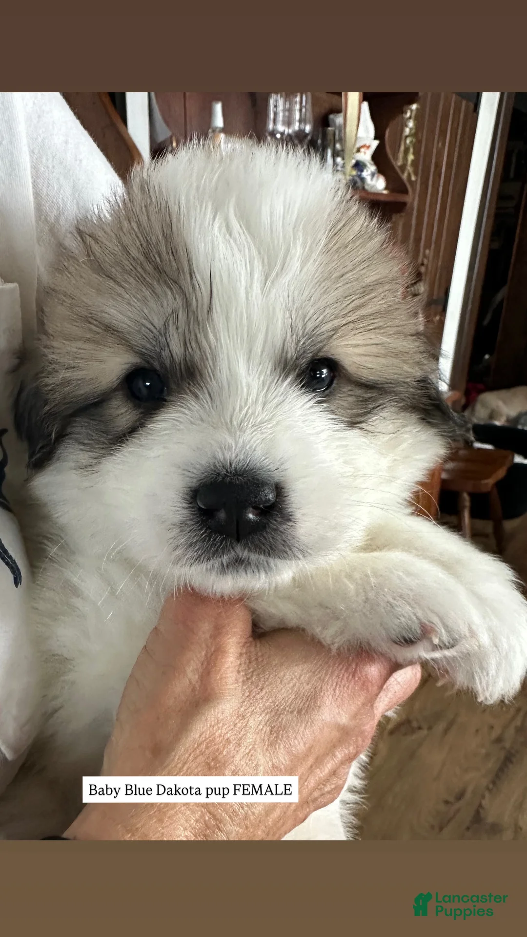 Great Pyrenees dogs for sale: Baby Blue - Ad 5