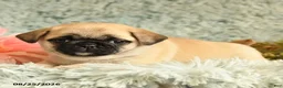 Pug dogs for sale: Boots - Ad 4