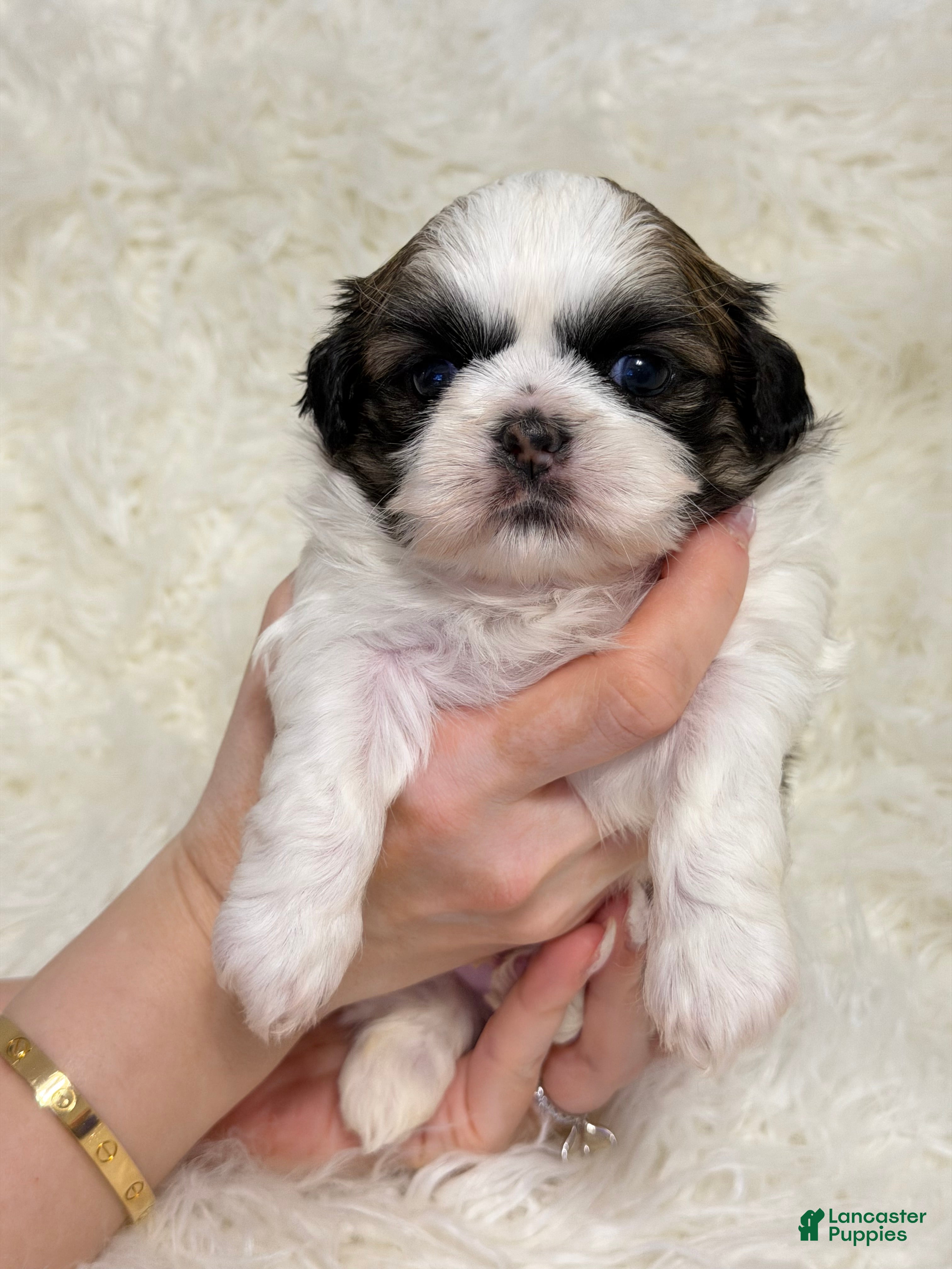 Shih Tzu dogs Milo - Ad 2