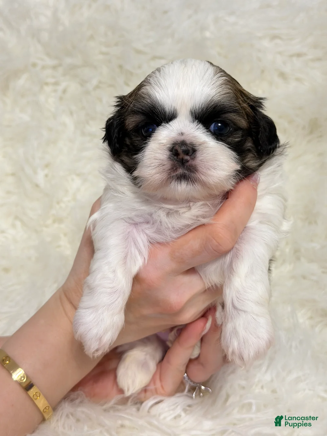 Shih Tzu dogs for sale: Milo - Ad 2