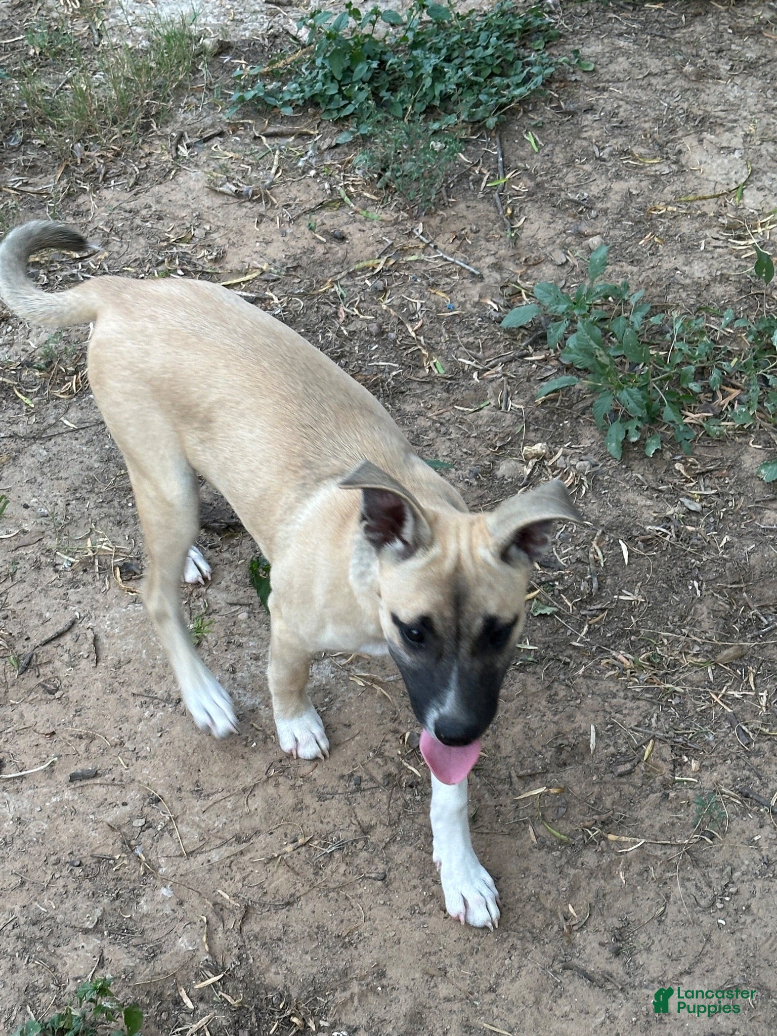 Mixed Breed dogs Fade - Ad 33