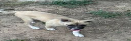 Mixed Breed dogs for sale: Fade - Ad 1