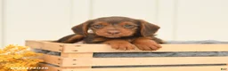 Mixed Breed dogs for sale: Freckles - Ad 3