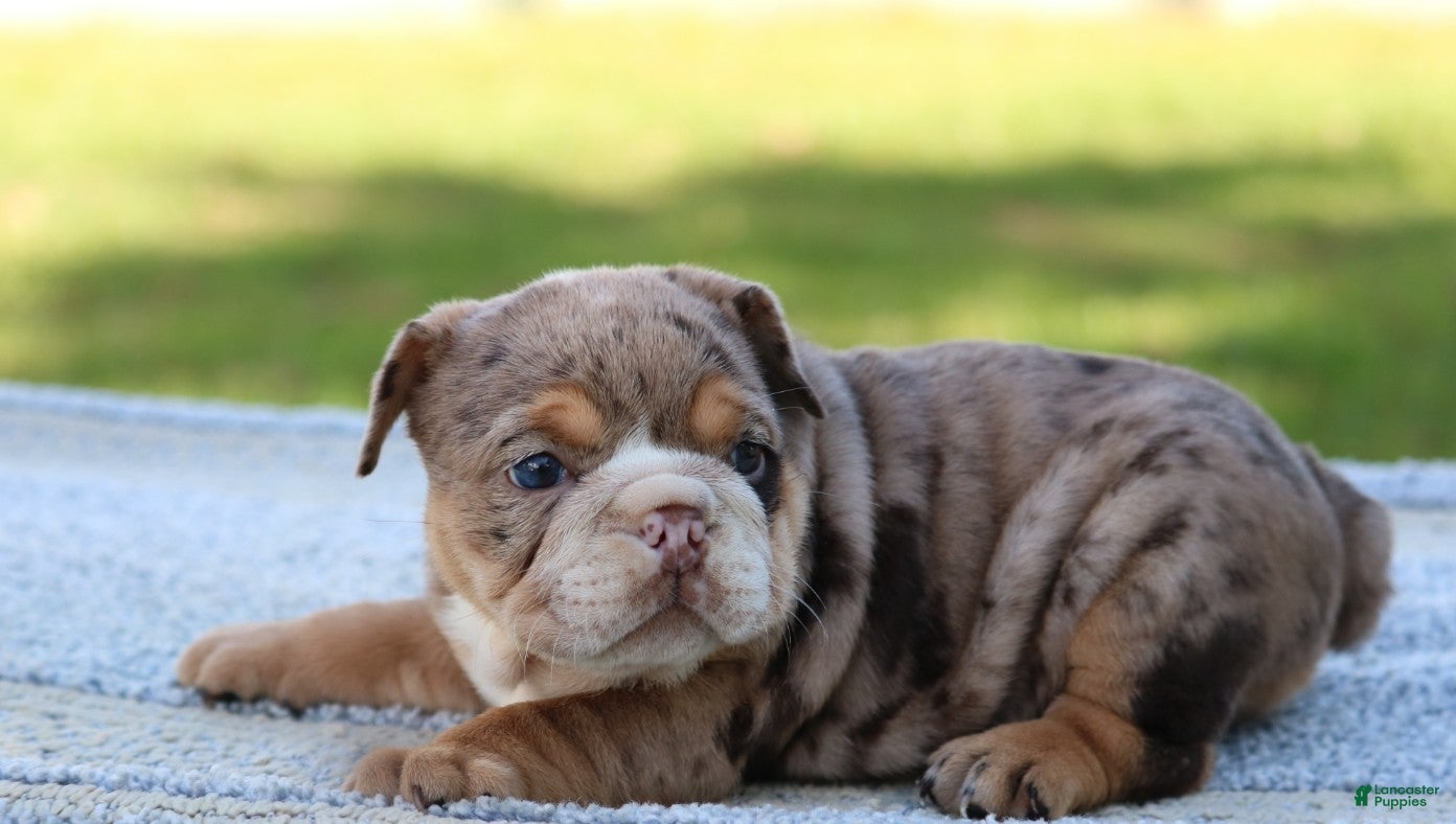 English Bulldog dogs for sale: English Bulldog Puppy 3 - Ad 2