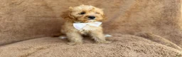 Cavapoo dogs for sale: Crook - Ad 10