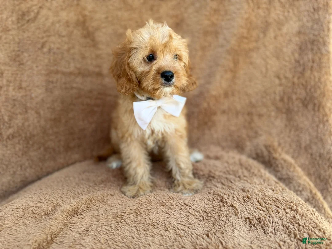 Cavapoo dogs for sale: Crook - Ad 10