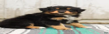 Tucker
