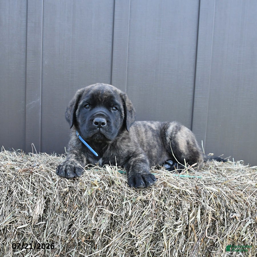English Mastiff dogs Monty - Ad 1