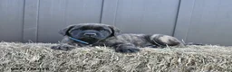 English Mastiff dogs for sale: Monty - Ad 1