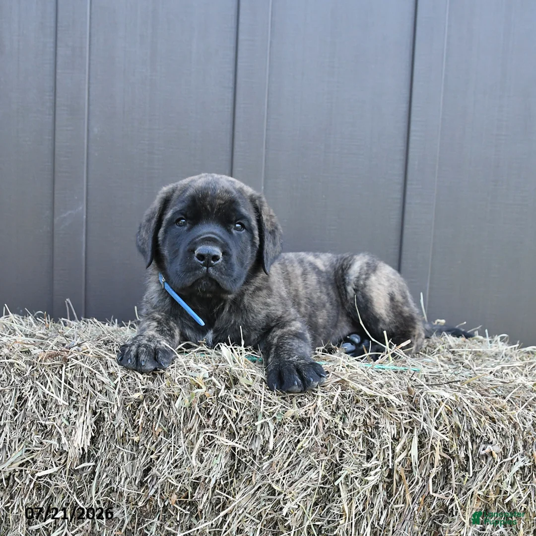 English Mastiff dogs for sale: Monty - Ad 1