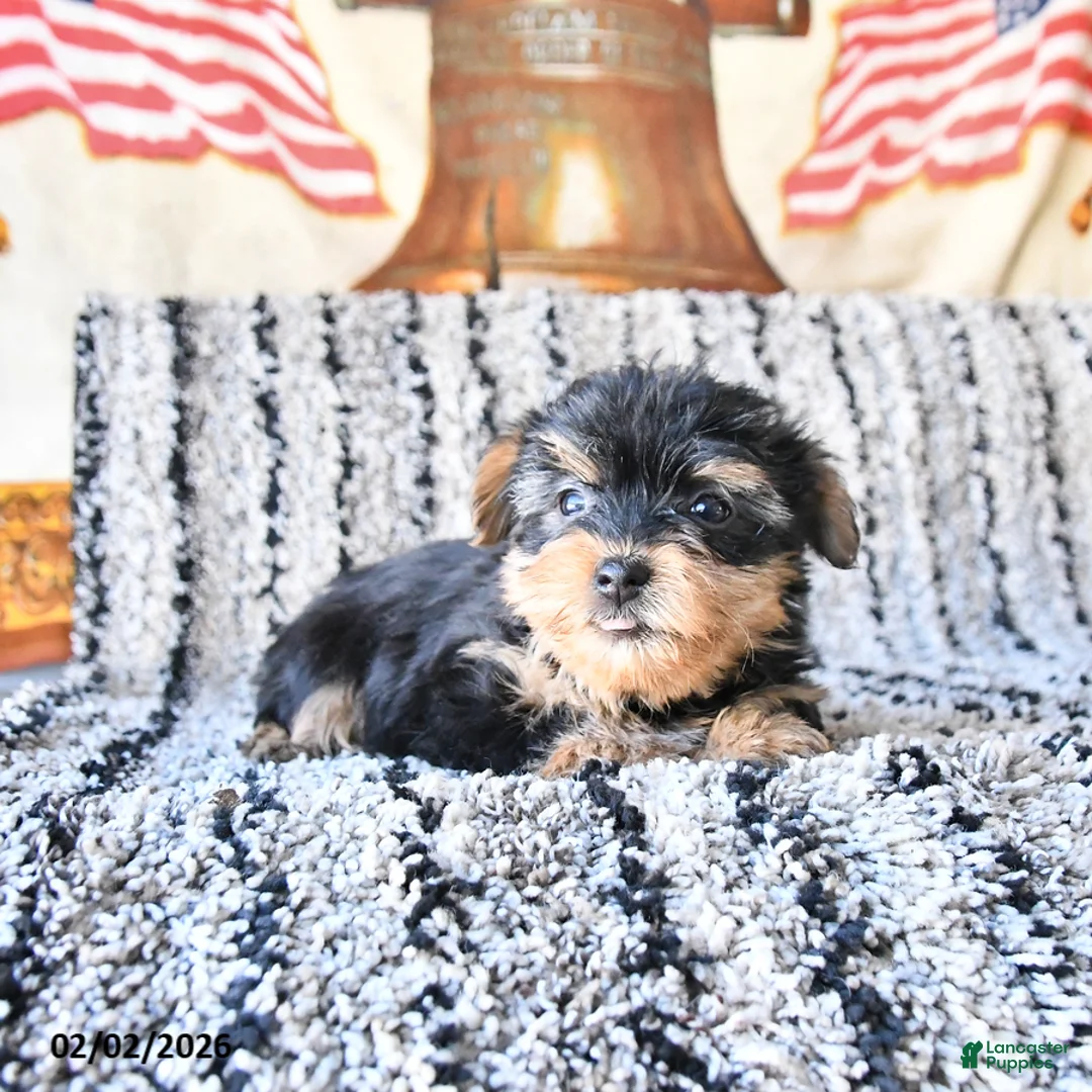 Yorkshire Terrier dogs for sale: Daisy - Ad 4