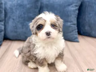 Mini Bernedoodle dogs Jordan - Ad 8