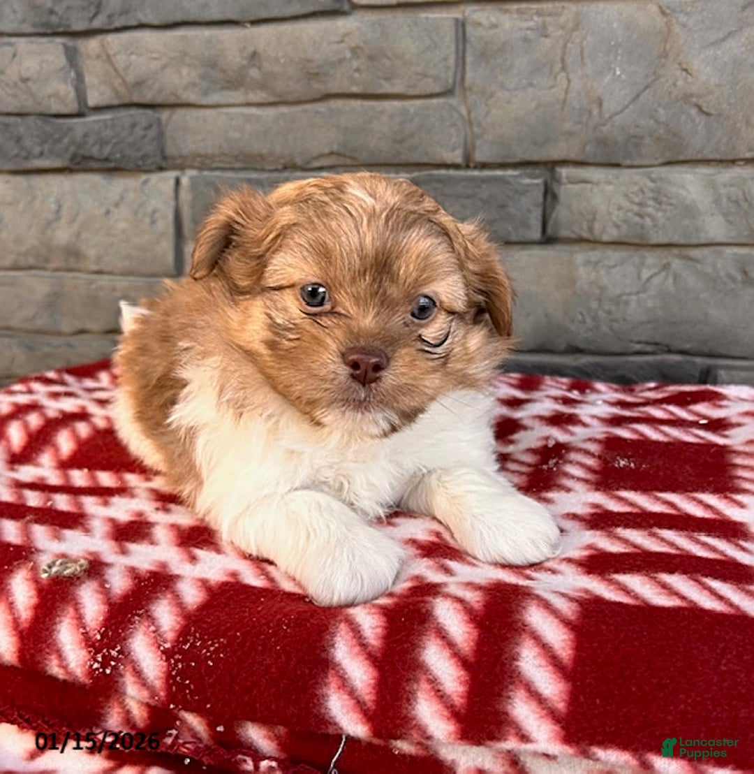 Mixed Breed dogs for sale: Gus - Ad 3