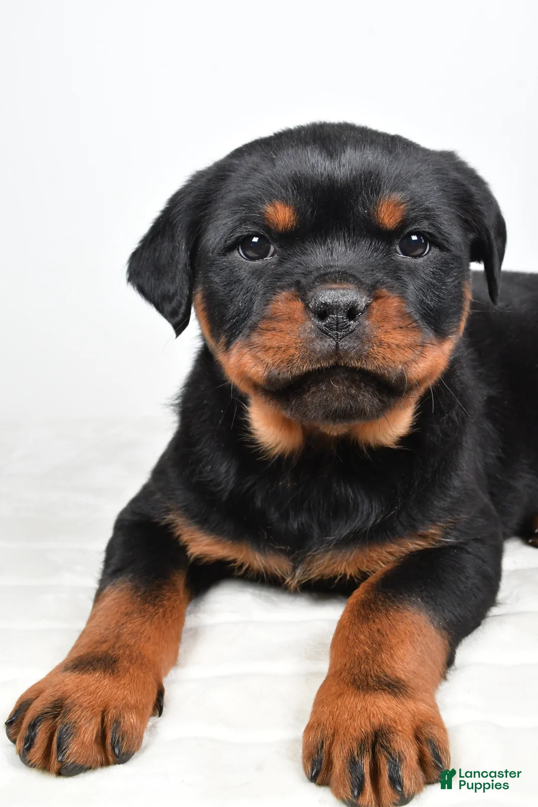 Rottweiler dogs for sale: Princess - Ad 4