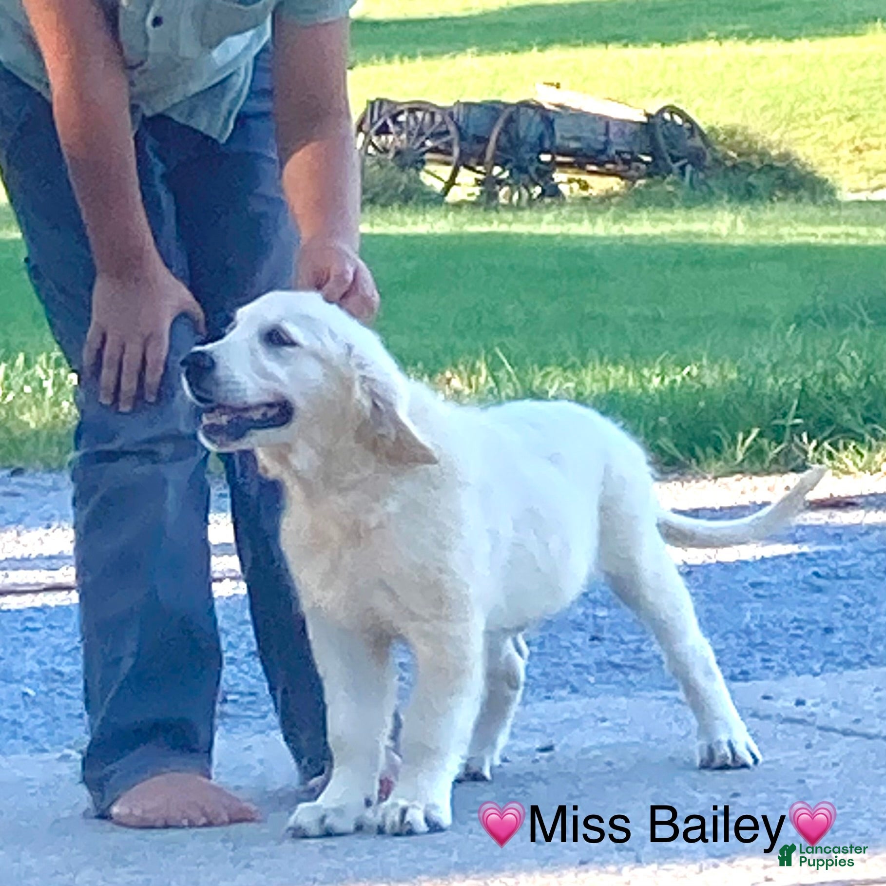Golden Retriever dogs Miss Bailey is READY NOW! - Ad 1