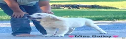 Golden Retriever dogs for sale: Miss Bailey is READY NOW! - Ad 4