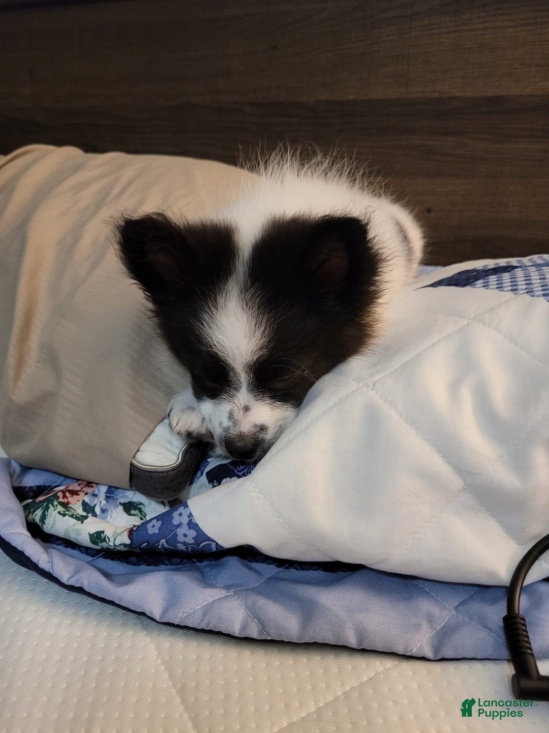 Gallery Image {{count}}