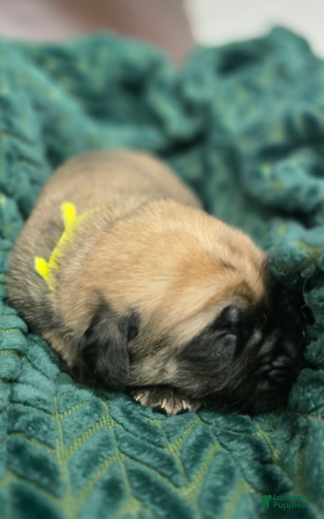 English Mastiff dogs for sale: Claus - Ad 3