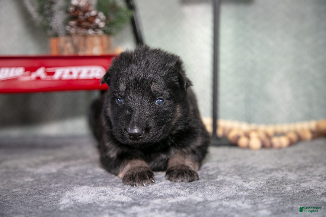 German Shepherd dogs for sale: Lucas - Ad 2