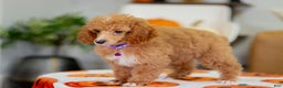 Toy Poodle dogs for sale: Willow - Ad 7