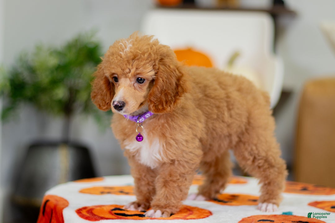 Toy Poodle dogs for sale: Willow - Ad 7