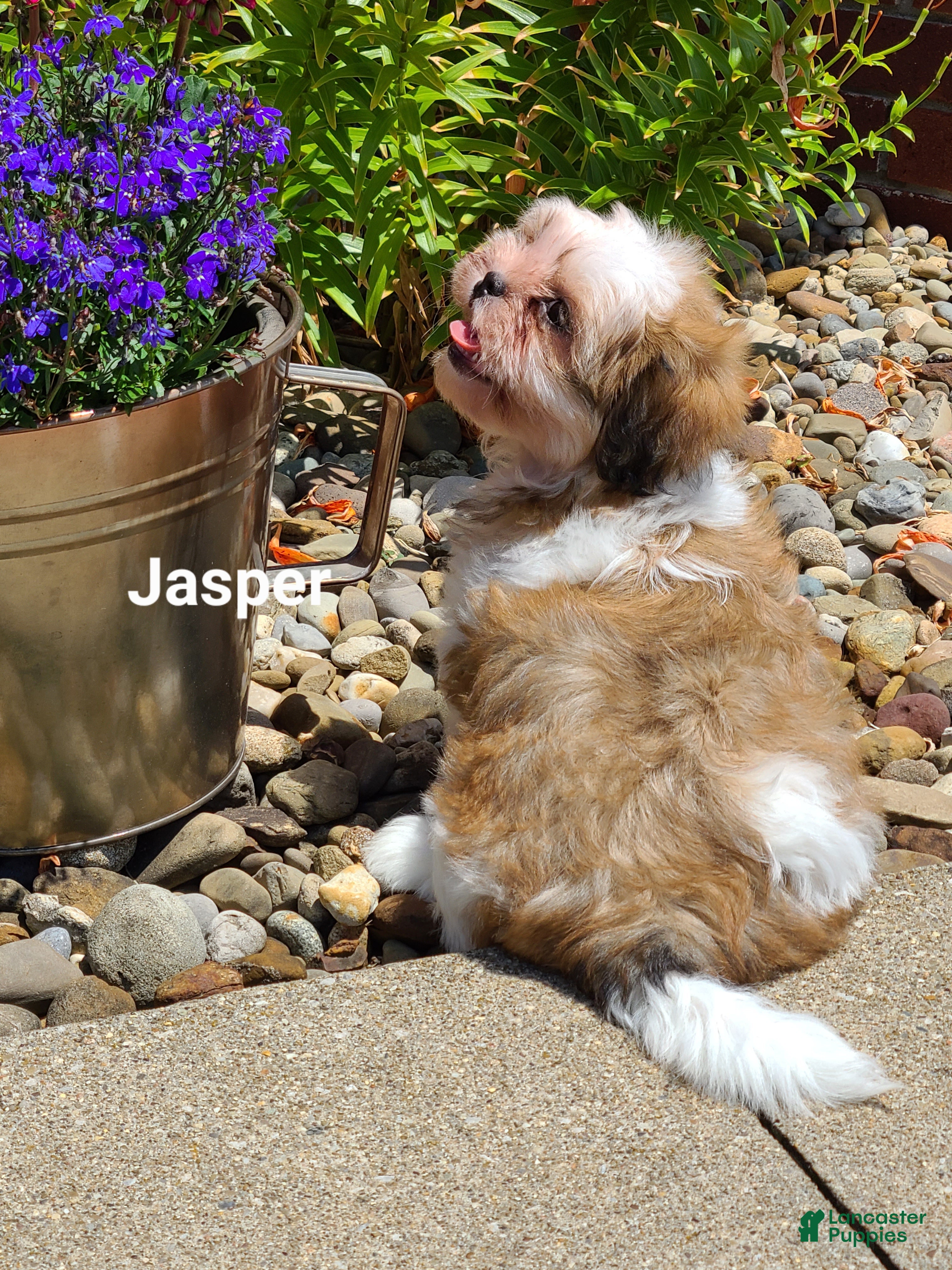 Shih Tzu dogs Jasper  - Ad 2