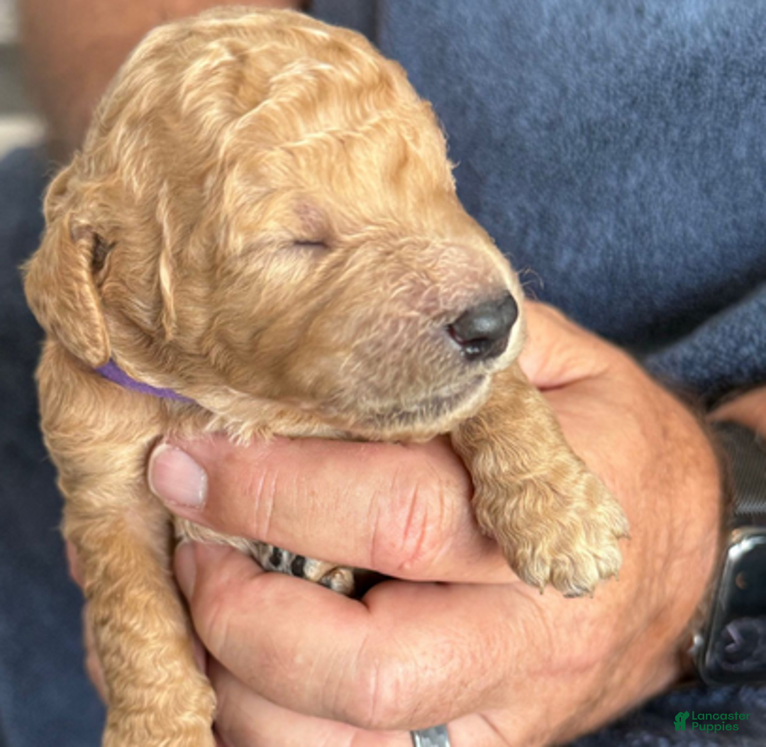 Goldendoodle dogs for sale: Male Purple Collar(Prince) - Ad 1