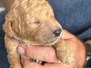Goldendoodle dogs Male Purple Collar(Prince) - Ad 39