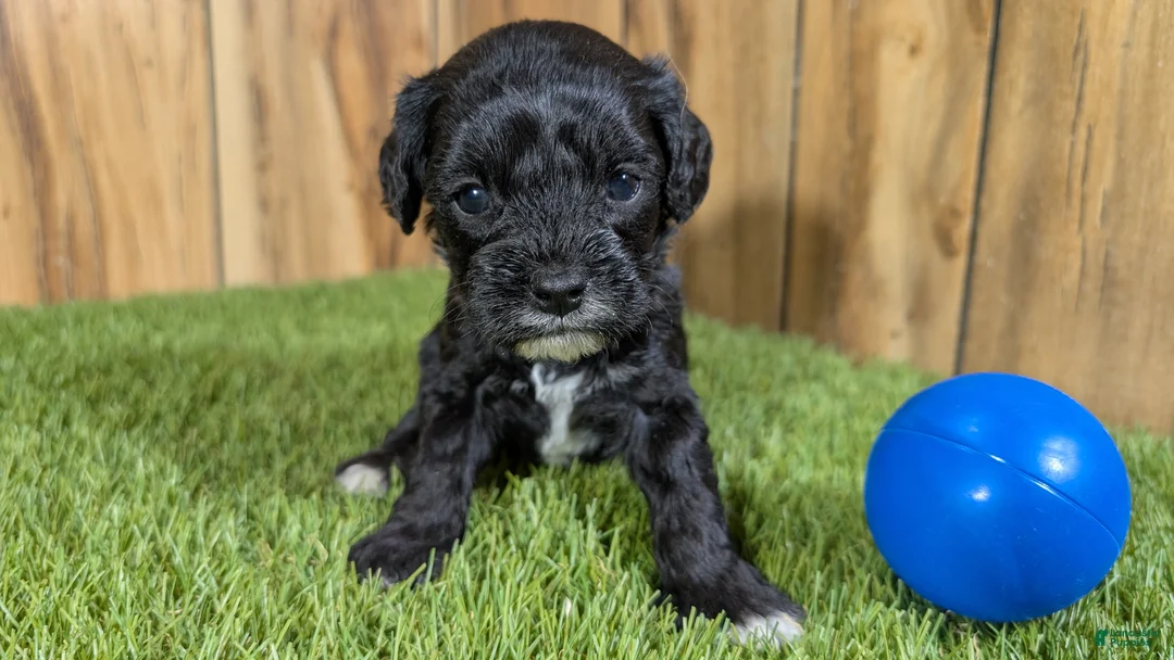 Cavapoo dogs for sale: Francis Boy 2 - Ad 2