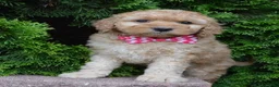 Mini Goldendoodle dogs for sale: Mini Gigi - Ad 15
