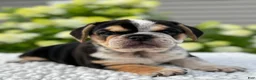 Mixed Breed dogs for sale: Hazel  - Ad 5