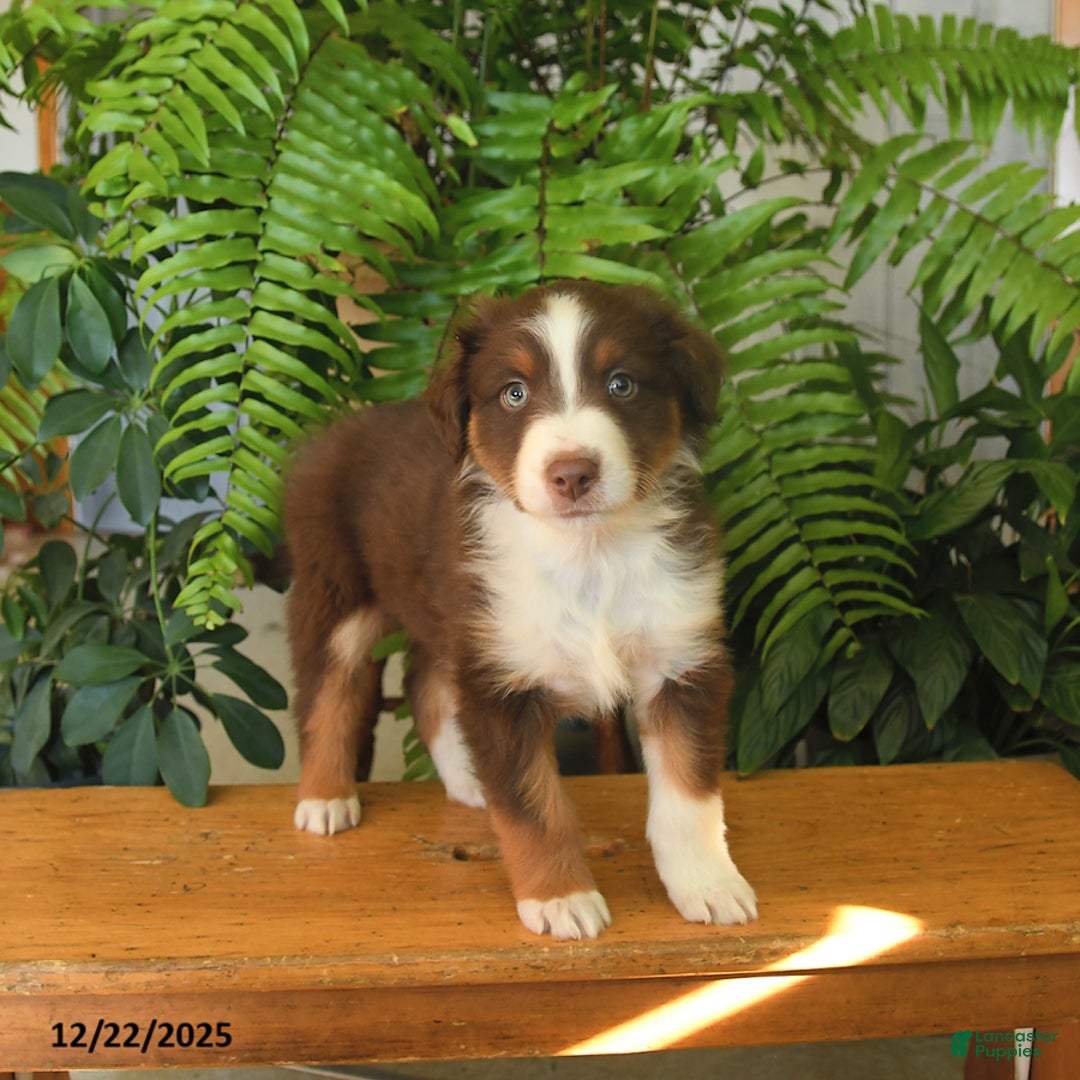 Australian Shepherd dogs for sale: Adonis - Ad 3