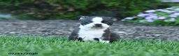 Boston Terrier dogs for sale: Homer - Ad 1