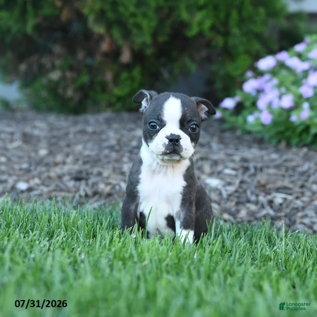 Boston Terrier dogs for sale: Homer - Ad 1