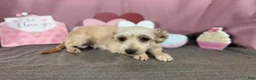 Havanese dogs for sale: Havanese 1 - Ad 4