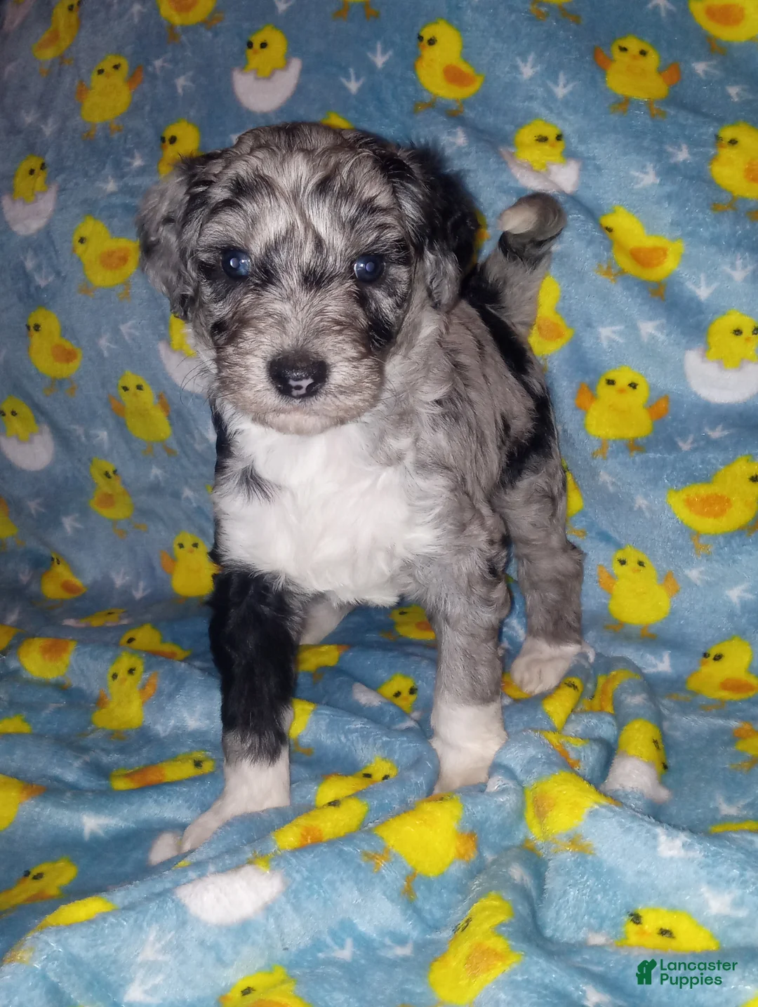 Aussiedoodle dogs for sale: Aussiedoodle Puppy 5 - Ad 2