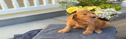 Goldendoodle dogs for sale: Teagan - Ad 13