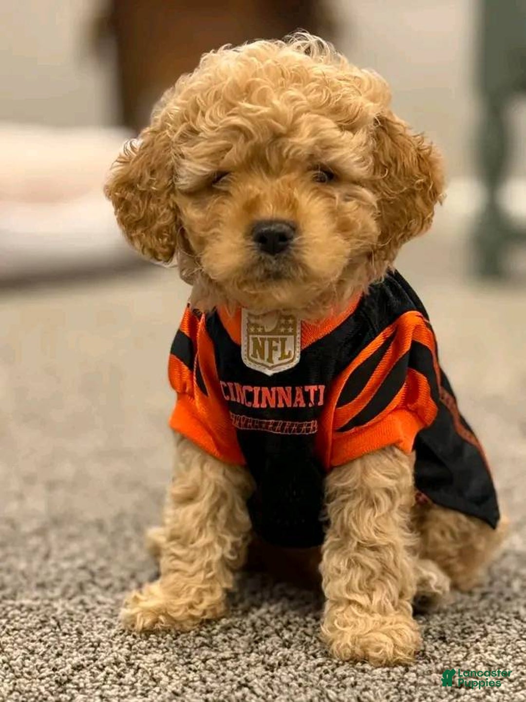 Mixed Breed dogs for sale: Mixed Breed Puppy 1 - Ad 3